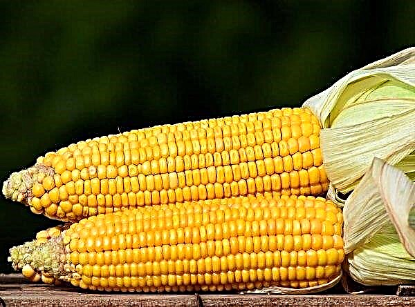 Philippines wants to import a large batch of corn