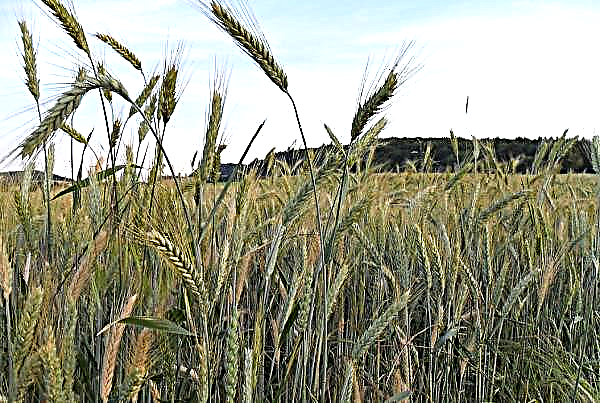 حاكم القمح الشتوي لدون: خصائص الصنف ووصفه ومعدلات البذر والإنتاجية