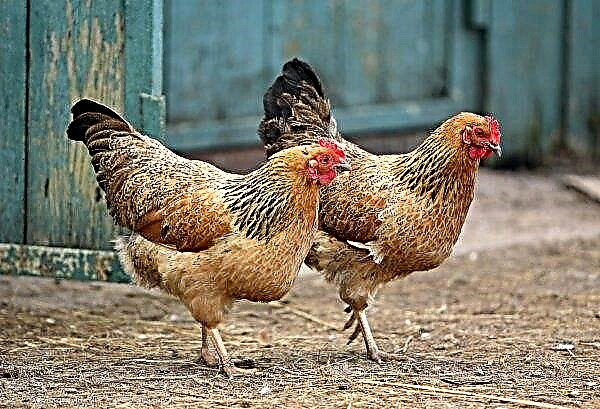 Geflügelzüchter in der Ukraine entscheiden sich zunehmend für die Biogasnutzung von Vogelkot