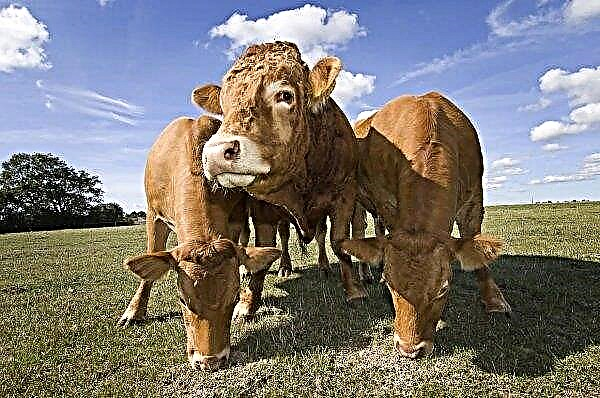 البقرة القياسية ترتدي قرون 90 كيلوجرام على رأسها