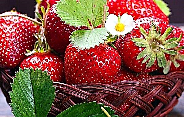 Melitopol strawberries exported to Belarus