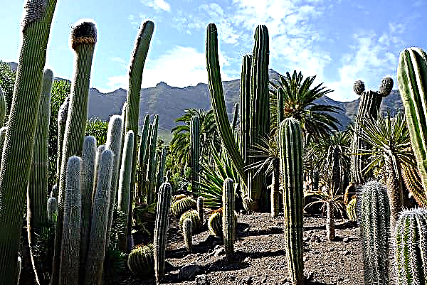 Kasulikud putukad päästa Namiibia kaktustest