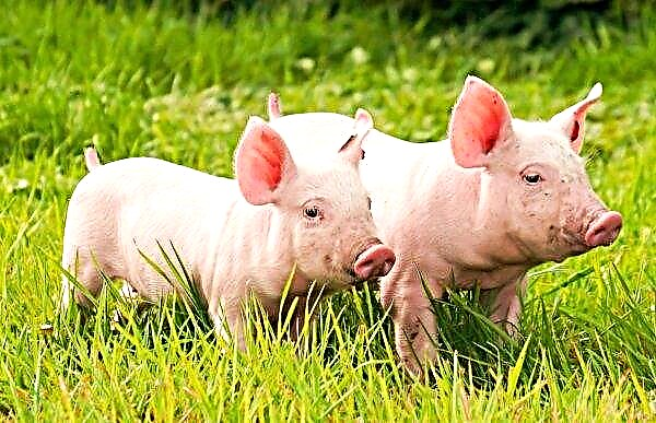 China pede que grandes fazendas de porcos testem ASF