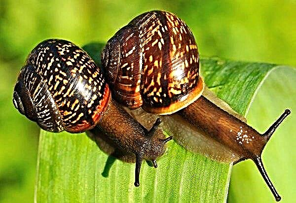 Ternopol snail guides unite for business development