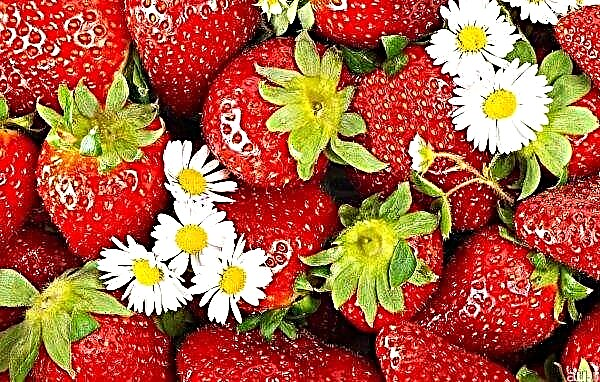 Strawberry fields near Moscow have already released 55 tons of berries on the market