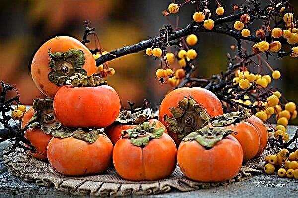 Ukrainians grow in their gardens a new generation of persimmons