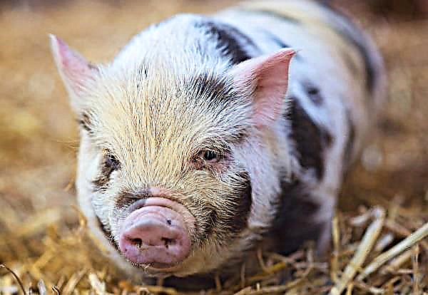 ترعب الخنازير المشردة القرويين في منطقة بولتافا