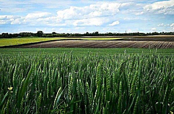Pakkumiste vahel USA-s ja head vaated põllukultuuridele on nisu hind ELis langenud