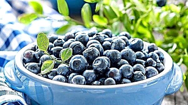 To grow healthy blueberries, it’s better to plant herbs next to it than to use fertilizers