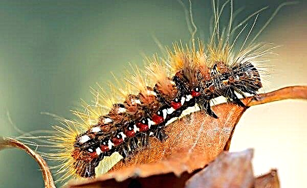 In Cherkasy region, caterpillars of a biting scoop have bred