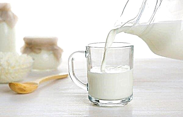 Виробництво молока в Великобританії залишається високим