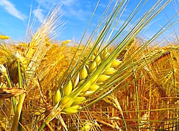 Azerbaijan pleased grain farmers with generous subsidies