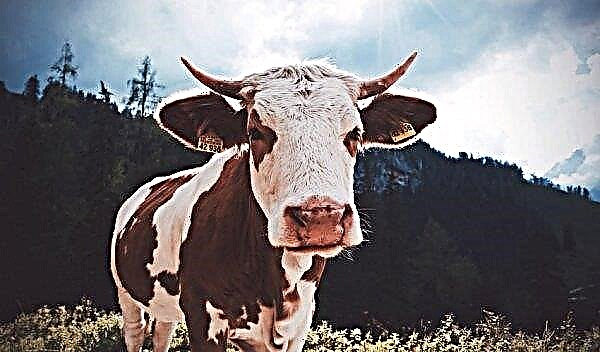 داء البريميات من الأبقار: التشخيص والأعراض والعلاج واللقاحات والتعليمات
