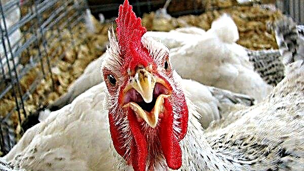 في فرنسا ، قتل الدجاج ثعلبًا حتى الموت