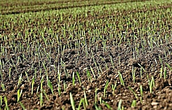 Sowing campaign takes place in 14 regions of Ukraine