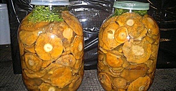 Koldsaltet safran svampe derhjemme: en opskrift på vinteren, meget velsmagende og altid god