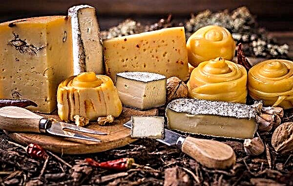 In the Lviv region opened a new cheese factory