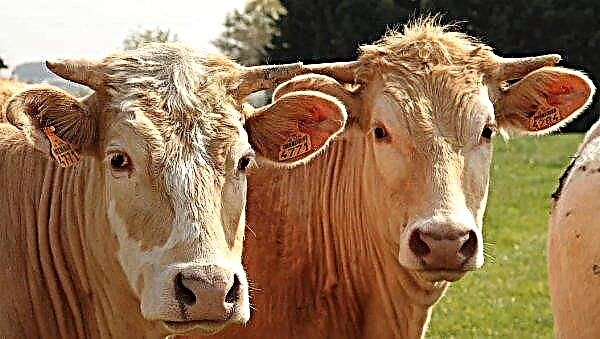 Die Ukraine hat die Einfuhr von Rindern und Rindfleisch aus Spanien vorübergehend eingestellt