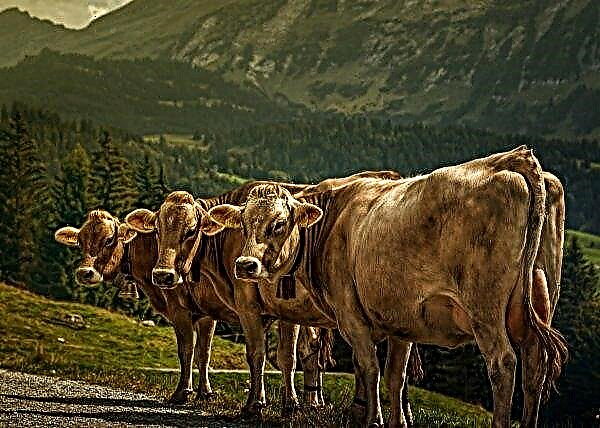 Ziemeļīrija gaida piena govju čempionātu