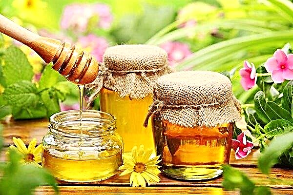 مربي النحل بشكير - تحسبًا لمهرجان عسل الخريف واسع النطاق
