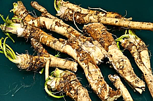 "Horseradish" enterprise has grown from 40 acres to 190 hectares