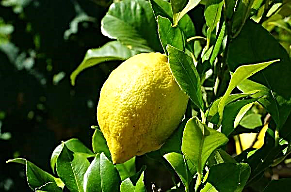 رفع مزارع تركستان الليمون وأصبح مليونيرا
