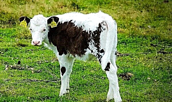 サハリンの農民は数千のハンガリーの子牛が免疫力を強化するのを助けます