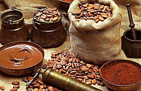 Dramblio Kaulo Krantas vengia vykdyti kakavos eksporto sutartis