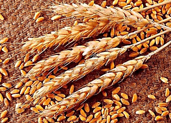 European forecasts for wheat “lost” two million