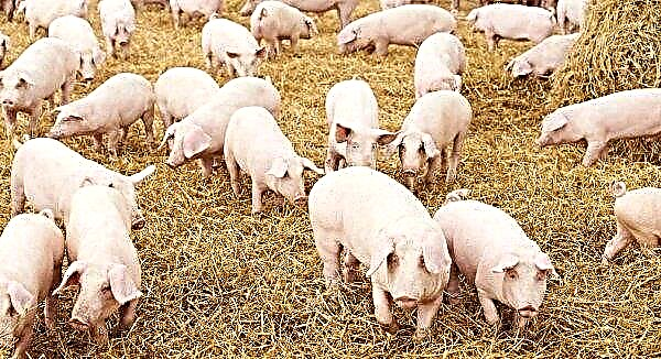 UK pig farms confirmed cases of pig disinfections