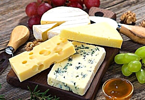 In den Vororten werden 60 Tonnen pro Tag mehr Käse aus lokaler Milch sein