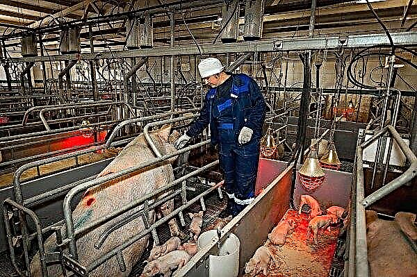 In Kürze wird in der Westukraine eine große Schweinefarm entstehen