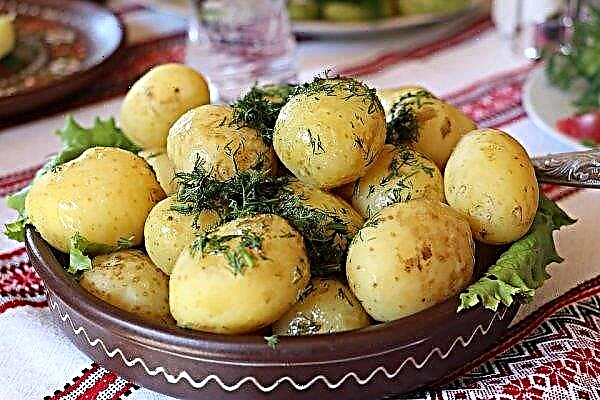 우크라이나에 외국 감자 등장