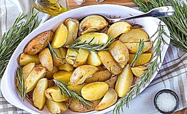 No território de Stavropol, eles pegaram batatas