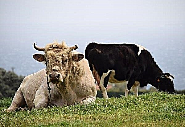 Govju DNS, lai pierādītu zādzību no kaimiņiem
