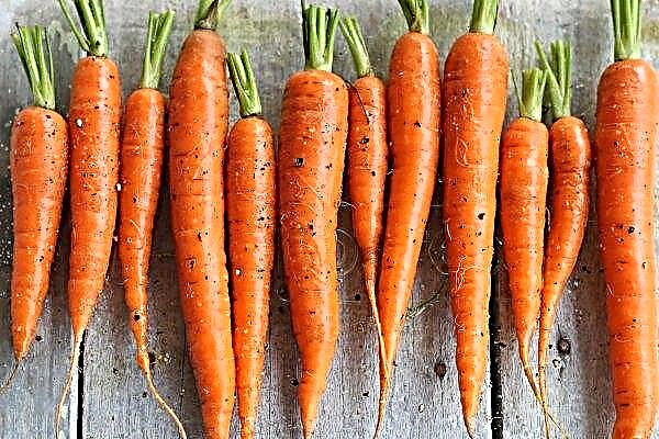 Nu va adăuga prețuri: morcovii de înaltă calitate devin mai scumpi în Rusia