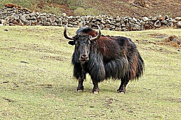 Buryat butchers hide yaks in banks