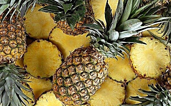 3,000 hectares of pineapples die from drought in Mexico
