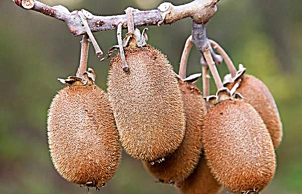 Coronavirus: Pekerja Thailand dalam budidaya kiwi di Selandia Baru mengasingkan diri di Taman Rekreasi Bay of Plenty