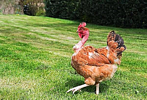 Palóc kaninhalsad kyckling - en ny ras i horisonten för ungerska fjäderfäodling