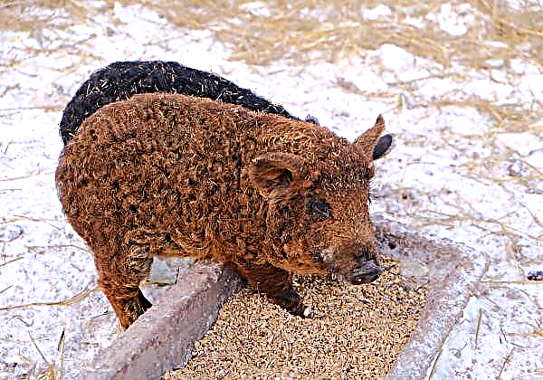 لحم الخنزير المجري mangalitsa ناجح في الأسواق الآسيوية