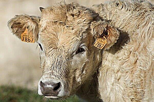 Cattle from Ukraine will fly to Iraq from Nikolaev Airport