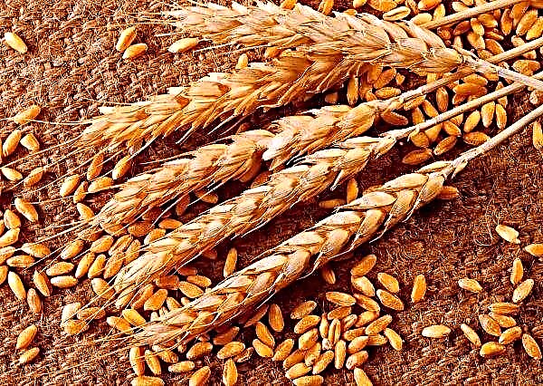 Researchers identify new allergen responsible for durum wheat allergy