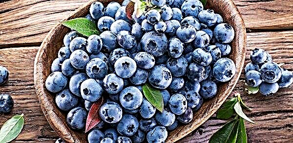 Ukraine is actively increasing the area under blueberries