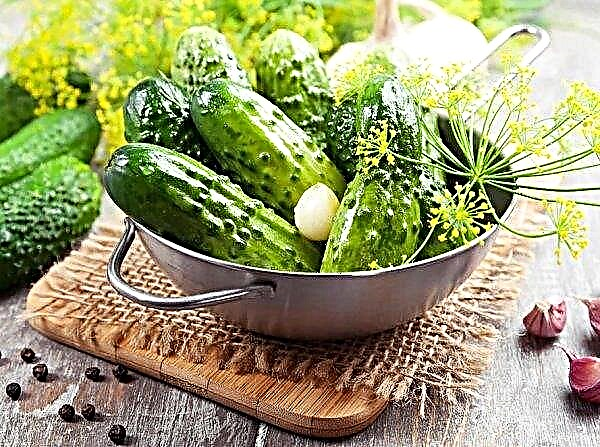 Transcarpathian family farms began collecting greenhouse cucumbers