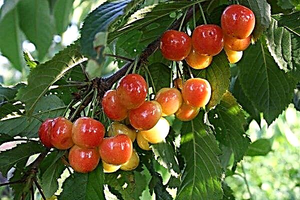 In Ukraine, a record harvest of sweet cherries is expected