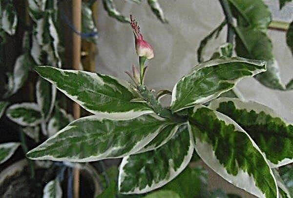 Pedilanthus titimaloid: assistenza domiciliare, fioritura, foto, potatura, presagi e superstizione