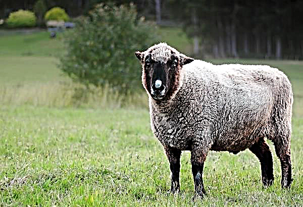 Transcarpathian ovelhas atrair turistas com ovelhas