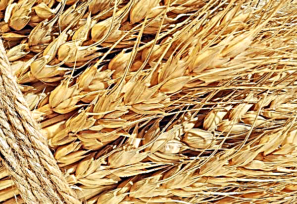 Pskov grain growers have become much more productive in a year