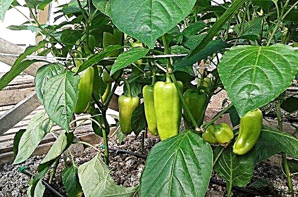 Pests of pepper in a greenhouse: their treatment and control methods, photo